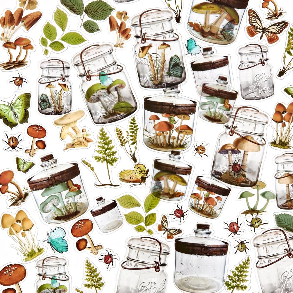 Nature Study - Acetate Shapes - Specimen